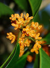 Osmanthus Wax (Taiwan) 